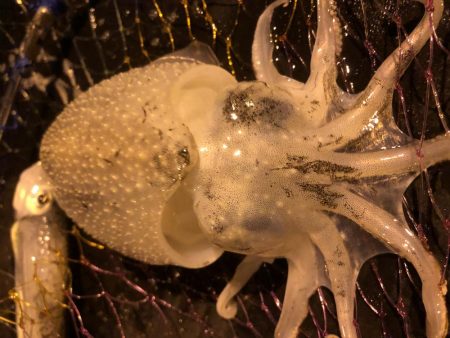 チイチイイカ狙いのはずが