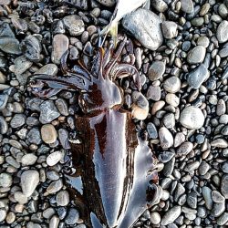 アタリはありますが、小型でした!!