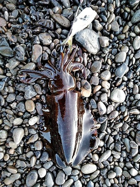 アタリはありますが、小型でした!!