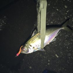 締めくくりアジング