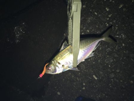 締めくくりアジング