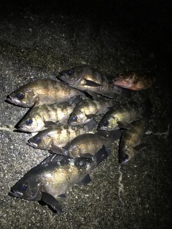 釣り納めメバリング