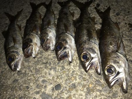 ライトゲームでムツ！