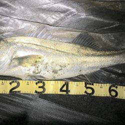 小潮は小場所でマイワシボイル