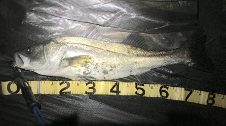 小潮は小場所でマイワシボイル