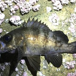 良型メバル！！