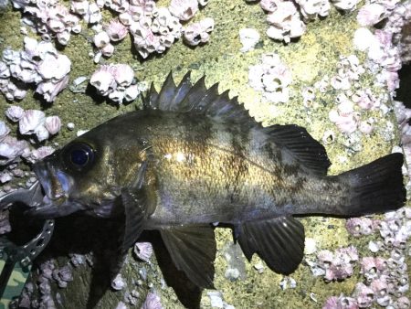 良型メバル！！