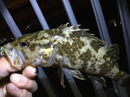 タケノコメバル！！