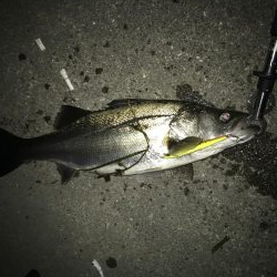 いつまでいけるか