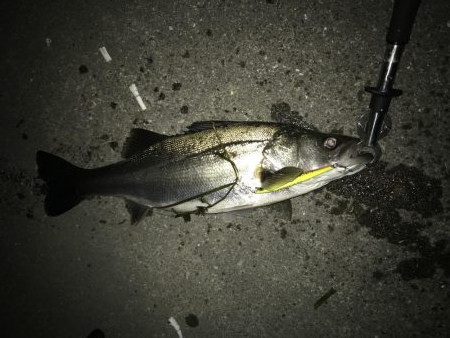 いつまでいけるか