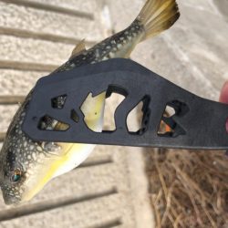 ヒラメ(ソゲ)覚醒