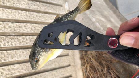 ヒラメ(ソゲ)覚醒