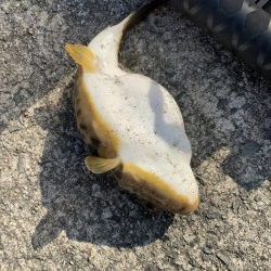 コブダイにご注意を…