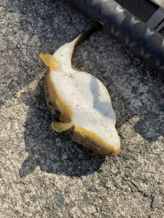 コブダイにご注意を…