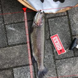 トラウト12月13日