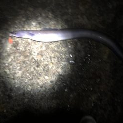 根魚のつもりが、、