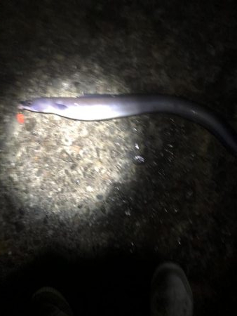 根魚のつもりが、、