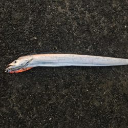 飲ませで青物狙い