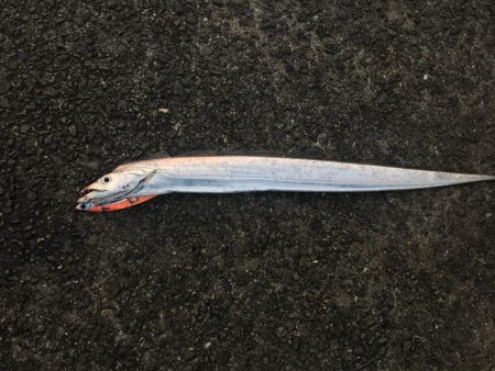 飲ませで青物狙い