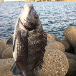 冬のクロダイ釣行