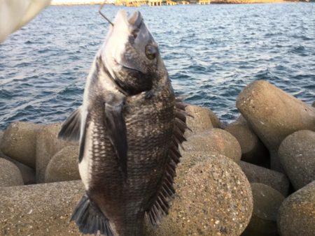 冬のクロダイ釣行