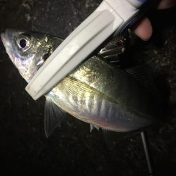 長潮鯵フェスタ開催!