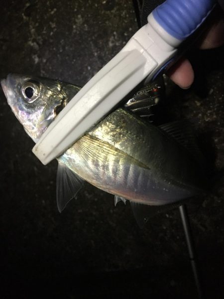 長潮鯵フェスタ開催!