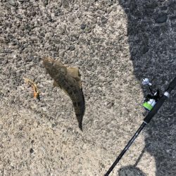 ショアタイラバ