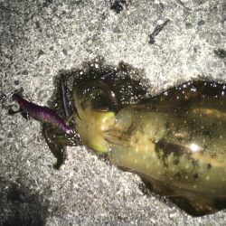 まだまだアオリイカ釣れてます