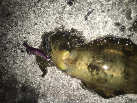 まだまだアオリイカ釣れてます