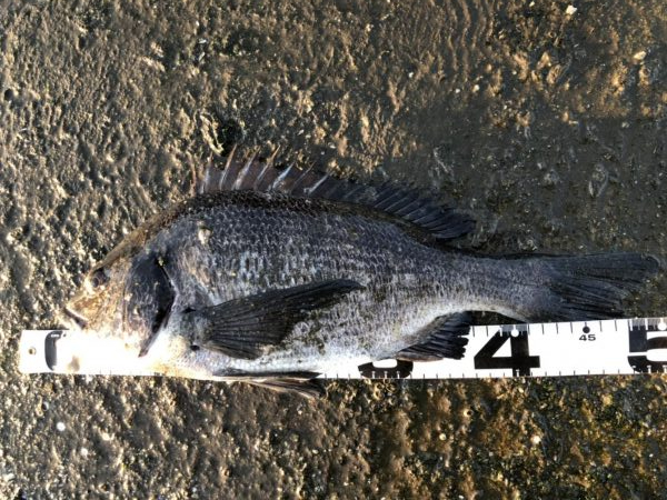 イチノ兄弟、釣果！