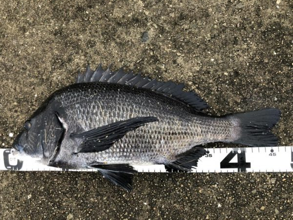 イチノ兄弟、釣果！