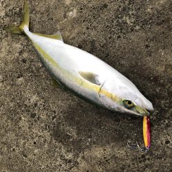 竿納で青物連発！