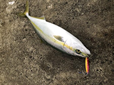 竿納で青物連発！