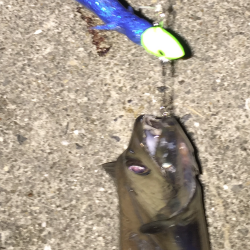 タチウオ昇竜拳