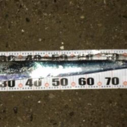 いつまで続く?イワシ荒喰いシーバスとタチウオ