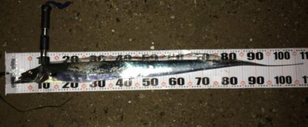 いつまで続く?イワシ荒喰いシーバスとタチウオ