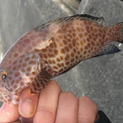 ライトゲーム串本遠征