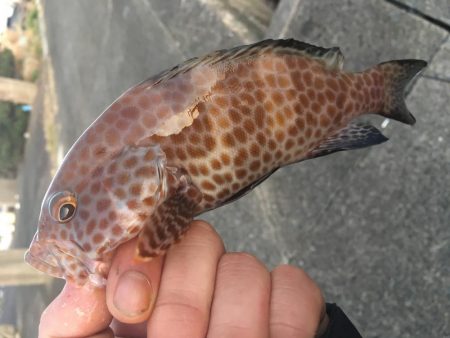 ライトゲーム串本遠征