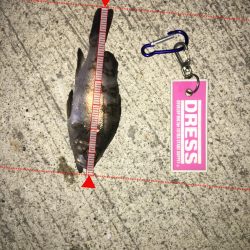 今冬初メバリング