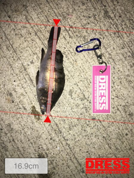 今冬初メバリング