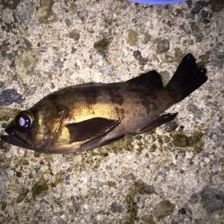 メバリングスタート