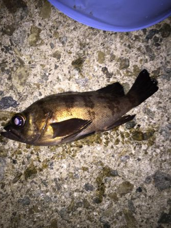 メバリングスタート