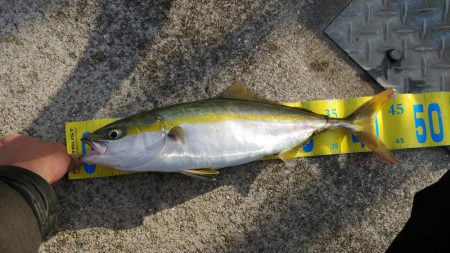 冷え込む中早朝ワインド