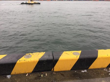 湾奥久々の一匹