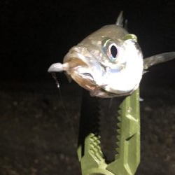 ベタ凪濃霧アジング