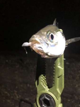 ベタ凪濃霧アジング