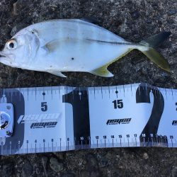 バックラッシュはアングラーの勲章