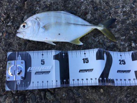 バックラッシュはアングラーの勲章