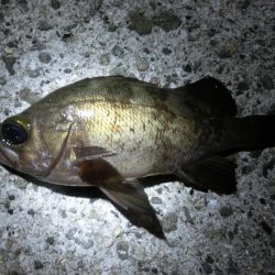 メバル開幕には程遠い